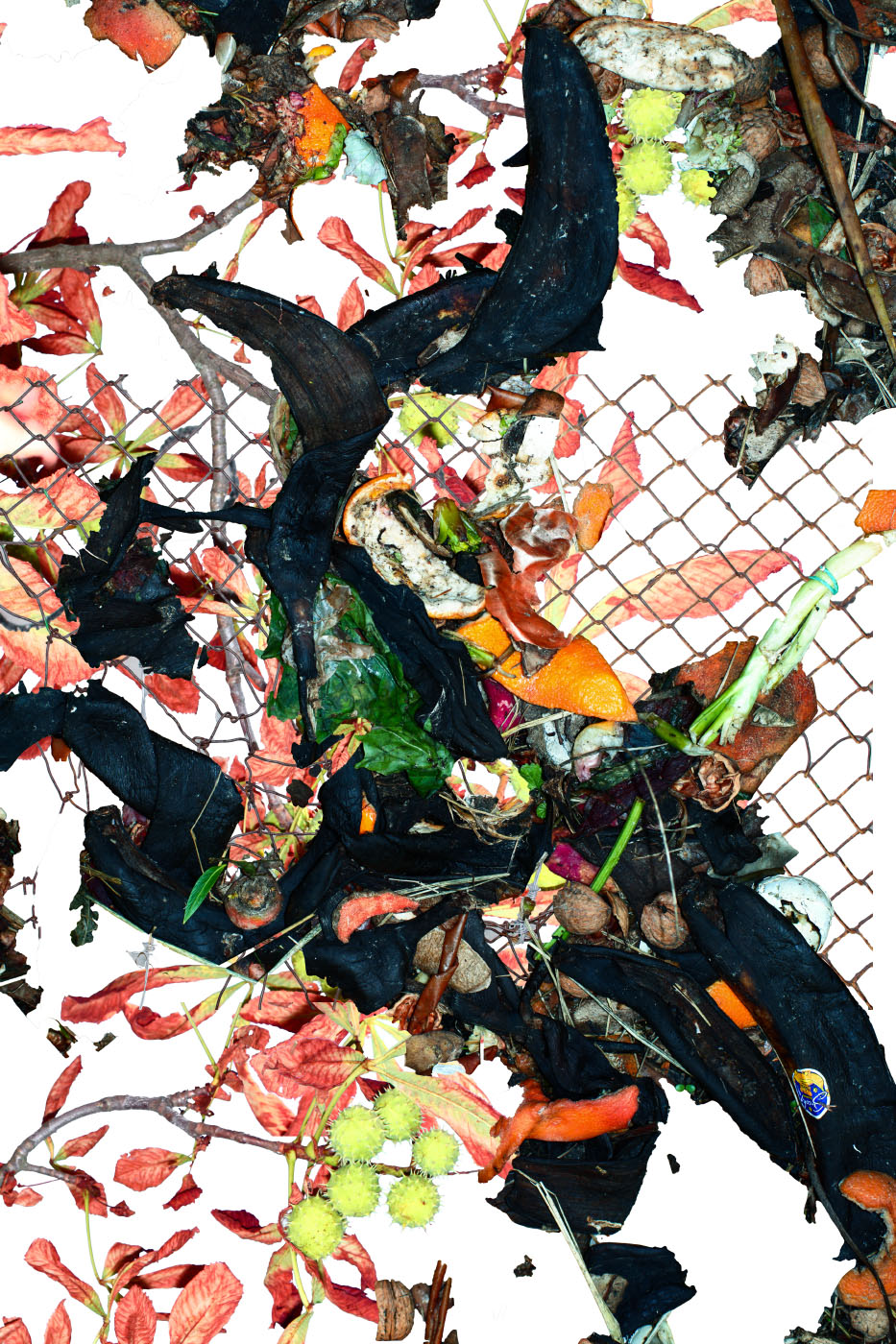 Black bananas mixed with garbage, foliage and broken fence